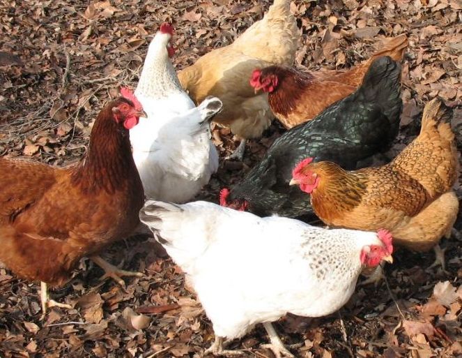 7_hens.jpg
