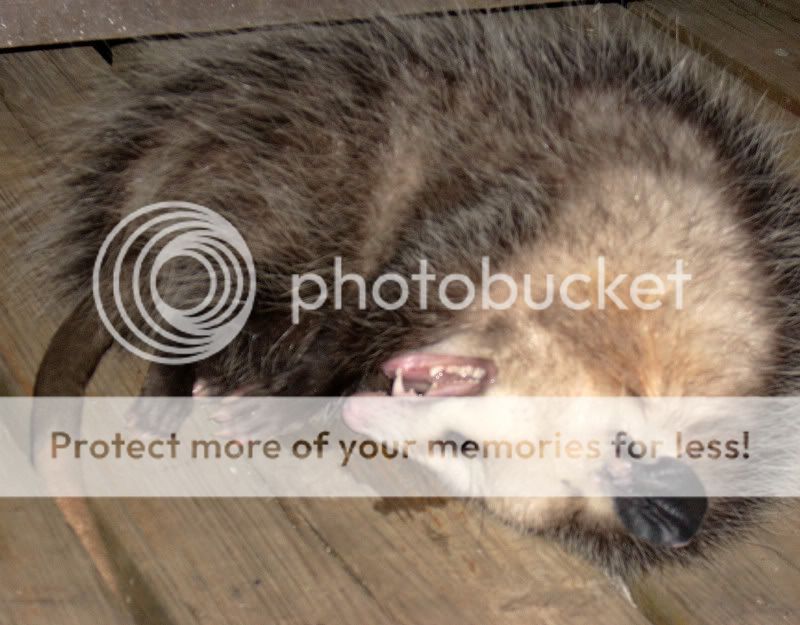 DSCN2341.jpg