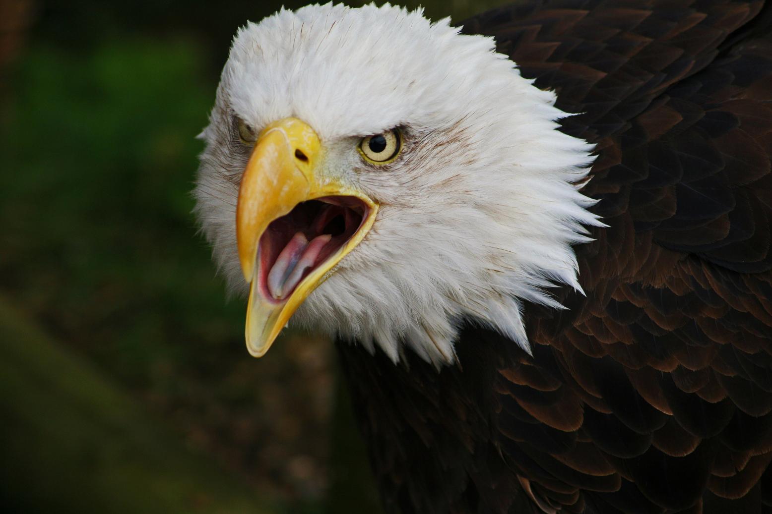 Bald-Eagle-Pictures1.jpg