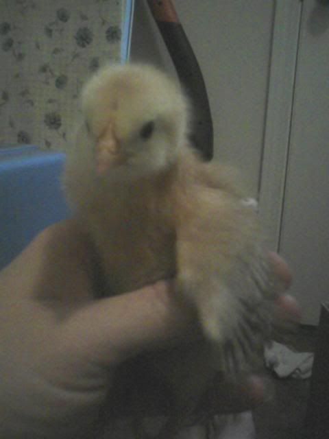 redchick2.jpg