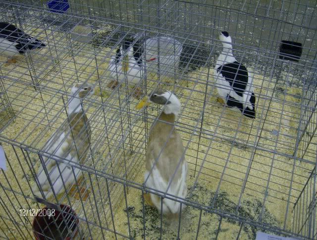 StocktonShow1-12-08025.jpg