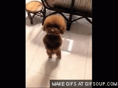 dancing-poodle-pup-o.gif