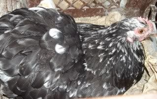 EasterBDChicks140.jpg