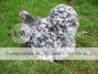 MottledPekin.jpg