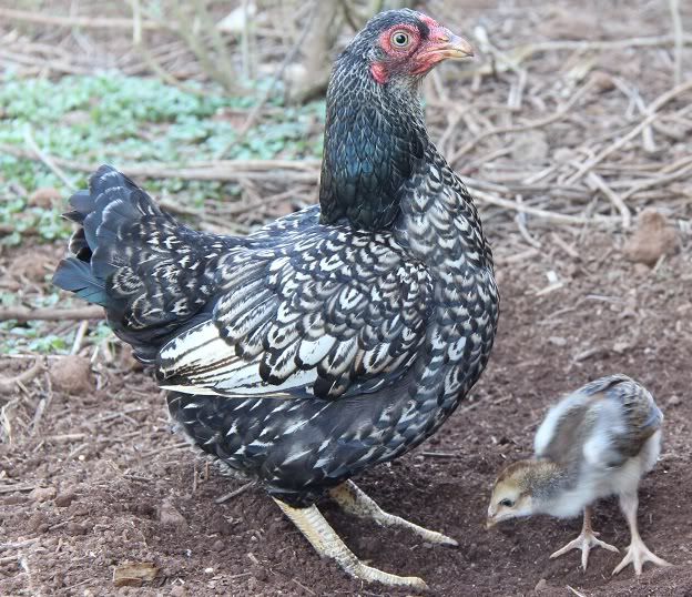 slvindianhen3.jpg