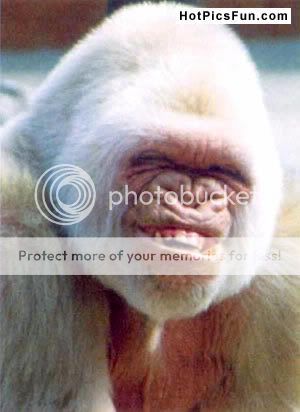 monkey.jpg