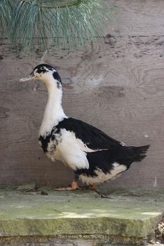3fa431ca94c8663db491d84fc82f9c6b--duck-pond-rare-duck-breeds.jpg
