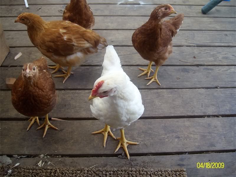 Poultry001.jpg