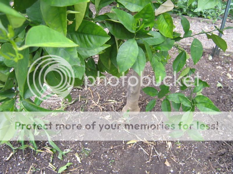 ChickenPen073.jpg