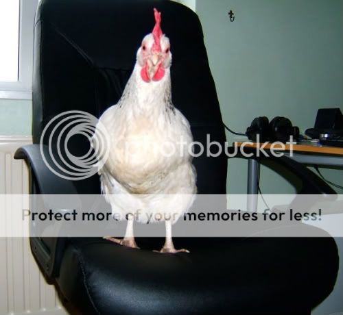 Milly_on_chair-1.jpg