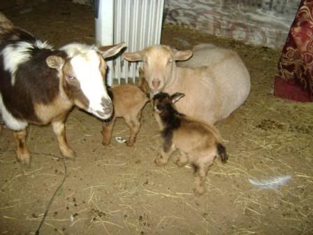 sharingbabies2.jpg