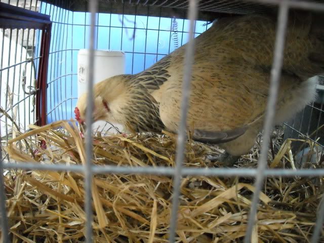 DSCN0697.jpg
