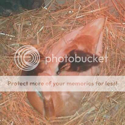 ducklings08b.jpg