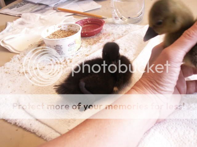 waterfowl032.jpg