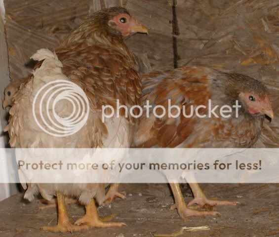 bantamBLRWtrio016.jpg