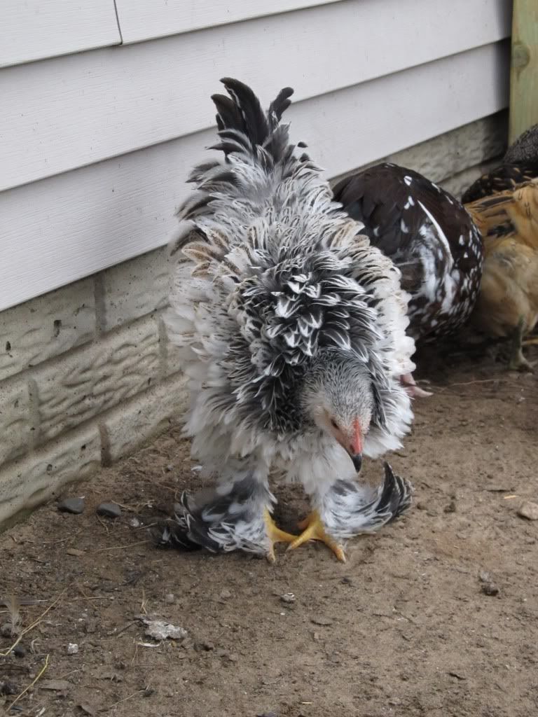 JulyChicken014.jpg
