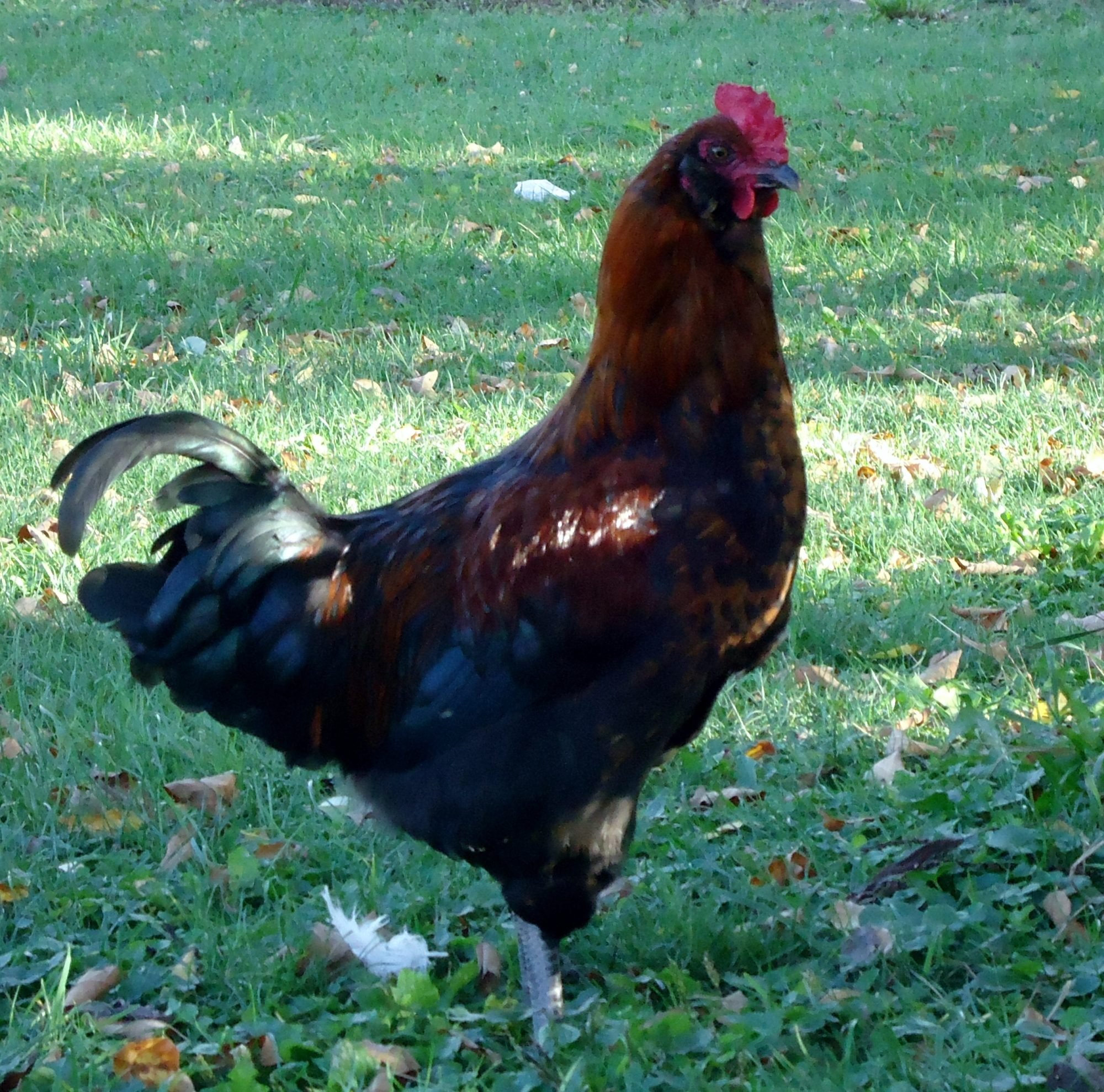900x900px-LL-41e9cbeb_001oeroo.jpeg