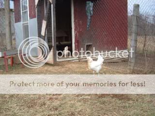 Chickiepics12-08020.jpg