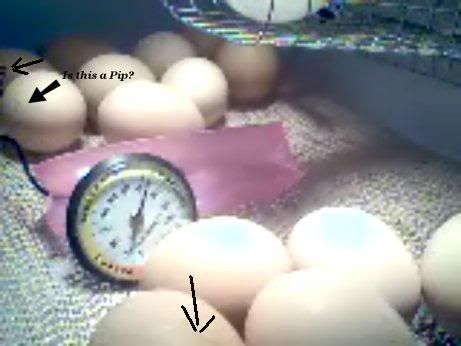 eggs.jpg