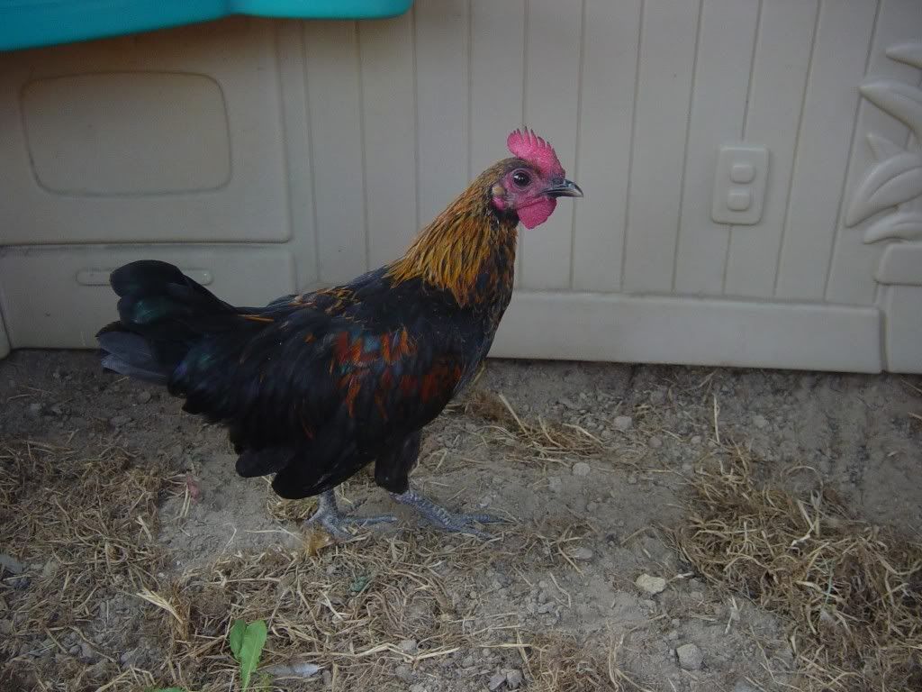 Chickengirls1004.jpg