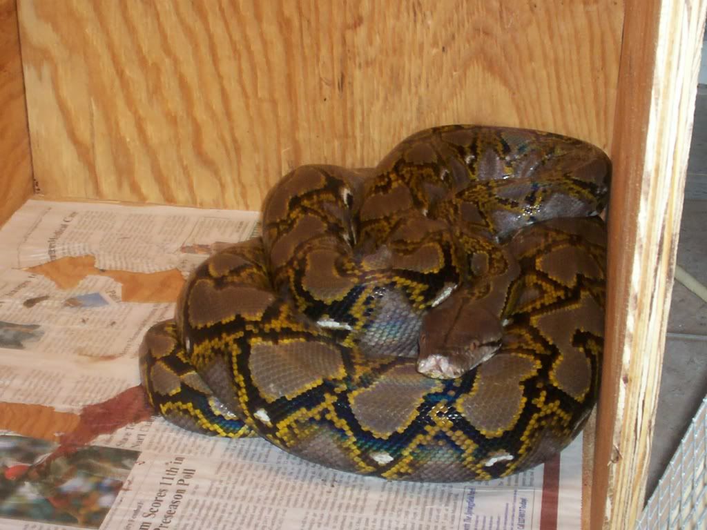 kaa1.jpg