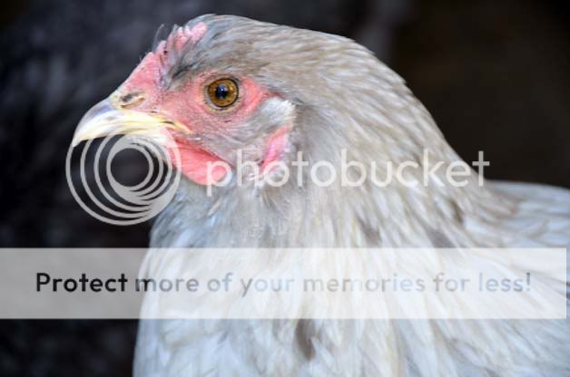 Splash_pullet1a.jpg