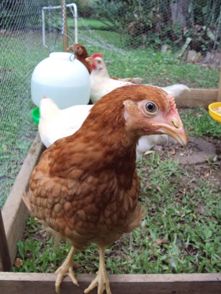 chook3b.jpg