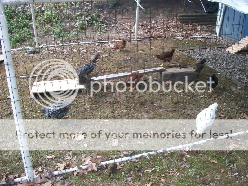 chickenshouse065.jpg