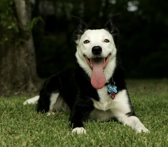s_collie.jpg