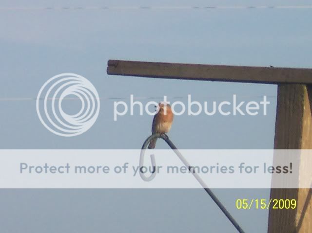 009.jpg