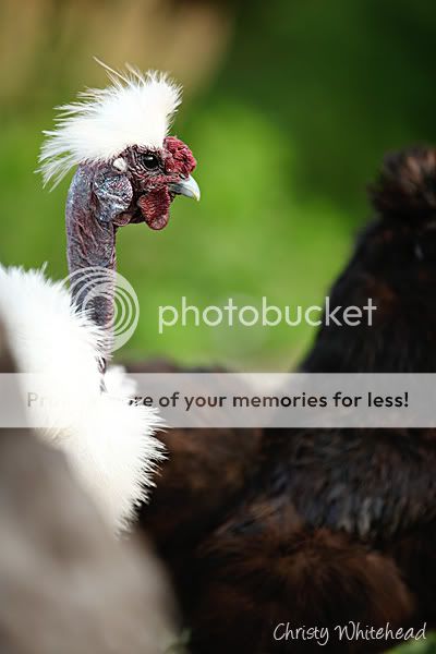 ChickensApril264846LRCW.jpg