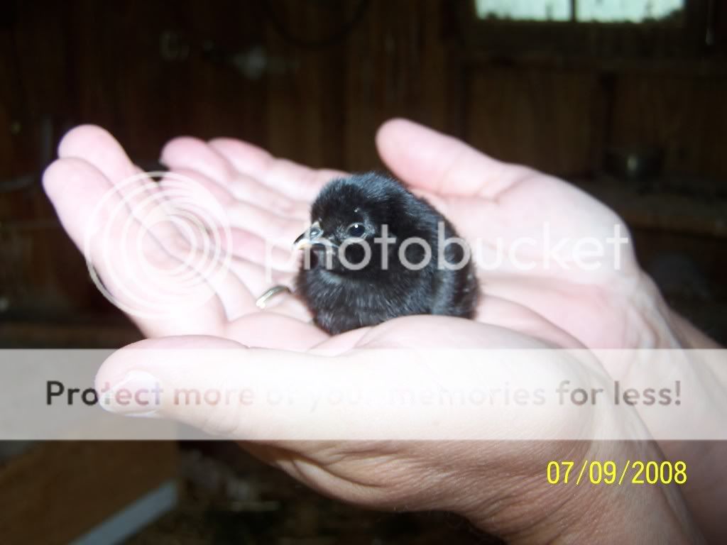 coleschickenpictures053.jpg