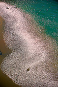 BRD-11-MH0043-01T.JPG