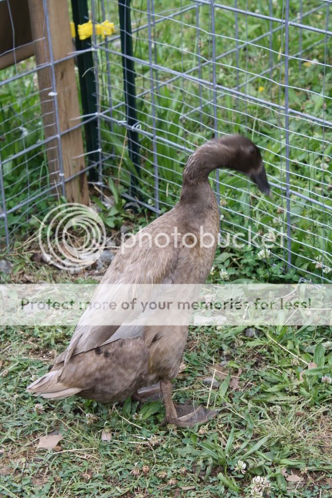 BonnietheBeak003.jpg