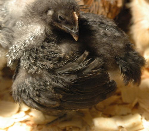 blackchick.jpg