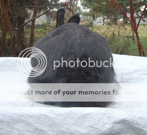 socks1.jpg