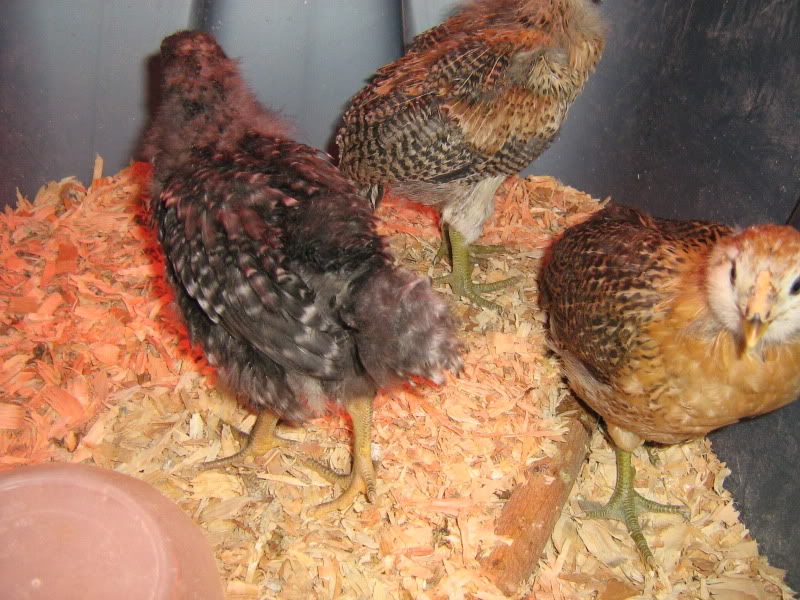 SFandChicks077.jpg