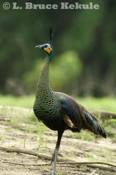 green-peafowl-female.jpg
