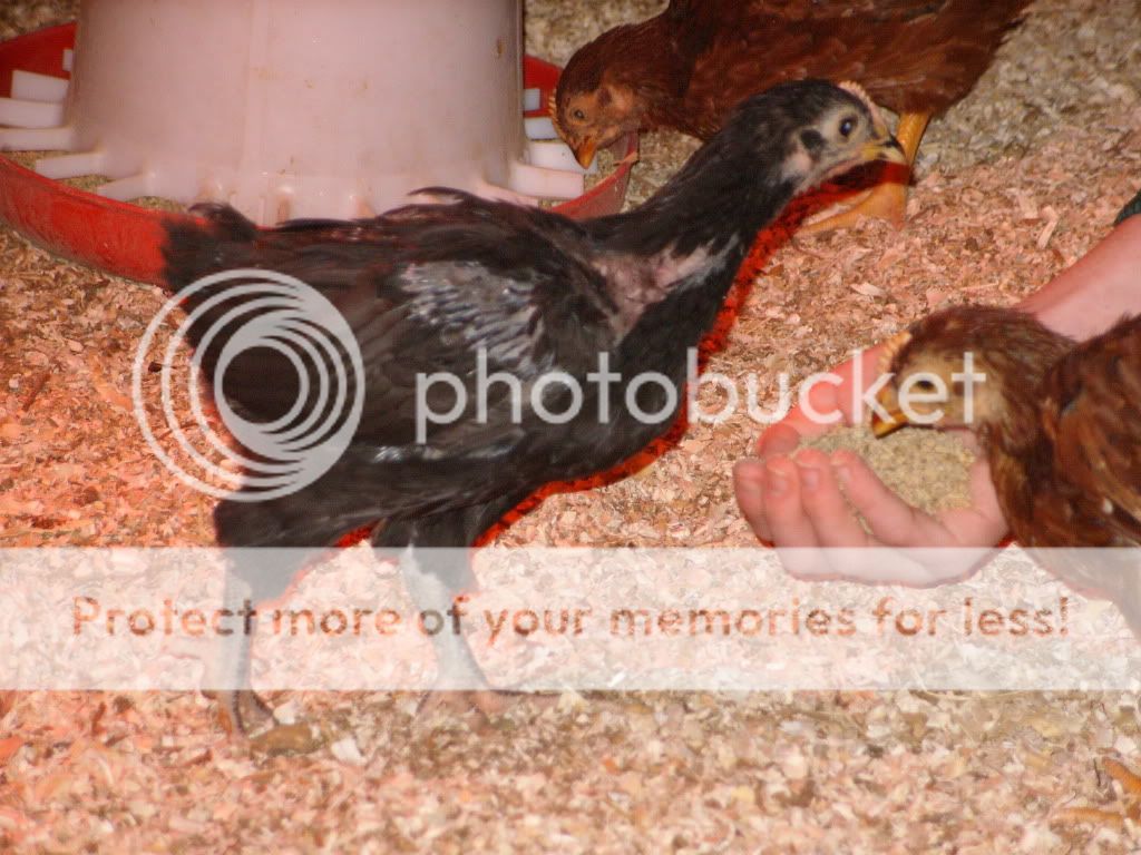 chickens078.jpg