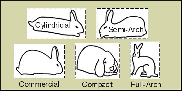 Types-of-Rabbit-Breeds.jpg