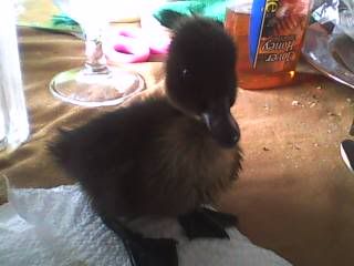 BlackDuckling1.jpg