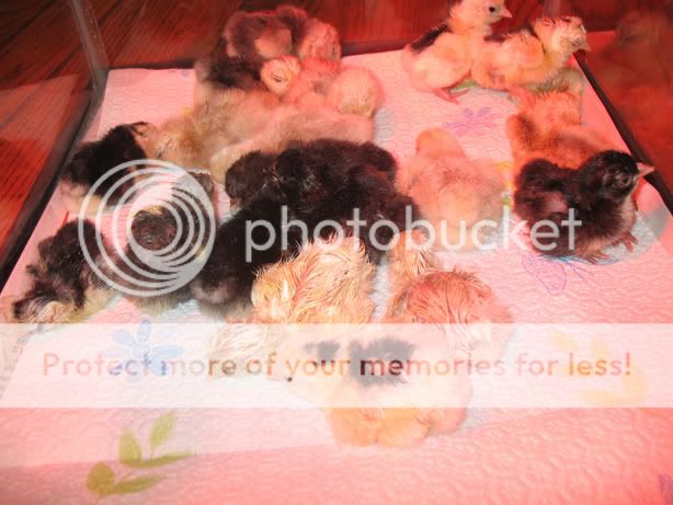 chicks_seramacochin005.jpg