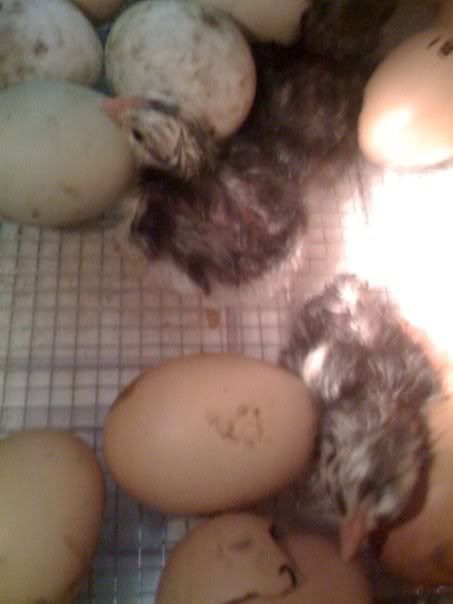 chick.jpg