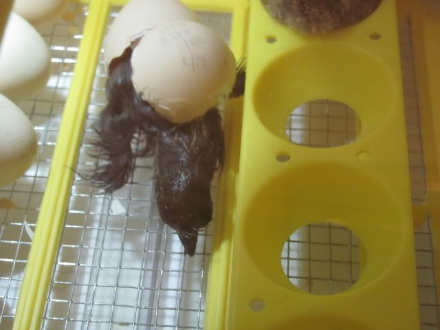 chickens241.jpg