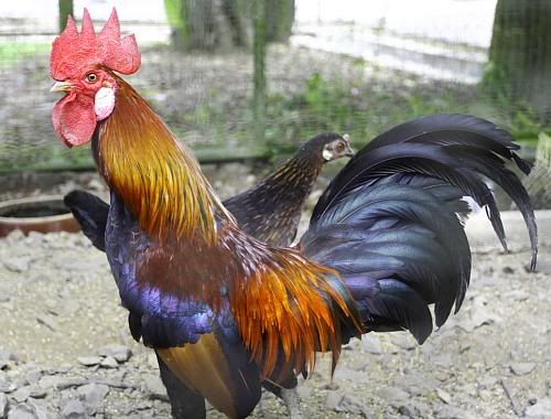 Ayam-Hutan.jpg