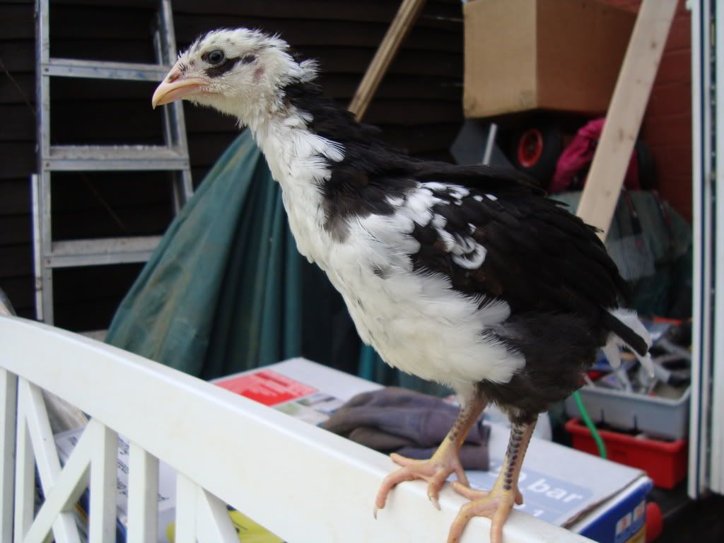 DSC00907.jpg