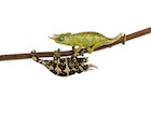 buy-mount-meru-chameleons.jpg