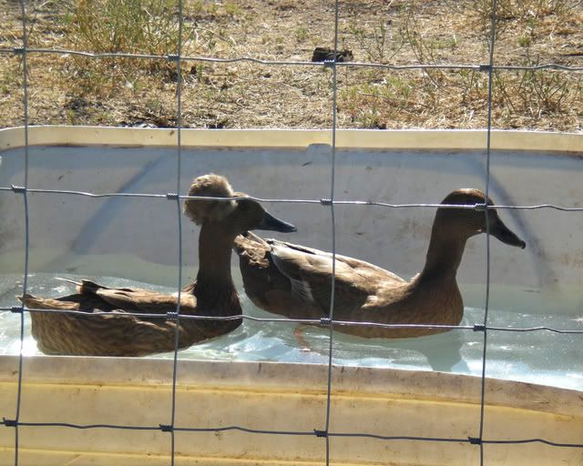 duck7.jpg