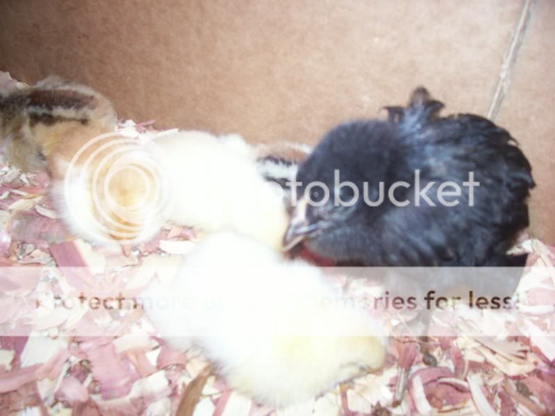 CHICKENS002.jpg