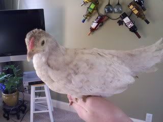 araucana3.jpg